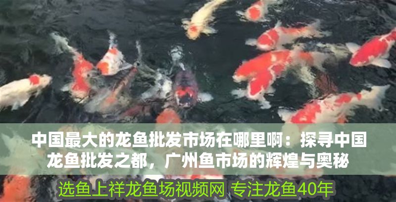 中國(guó)最大的龍魚批發(fā)市場(chǎng)在哪里啊：探尋中國(guó)龍魚批發(fā)之都，廣州魚市場(chǎng)的輝煌與奧秘