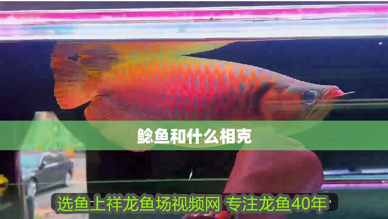 鯰魚和什么相克