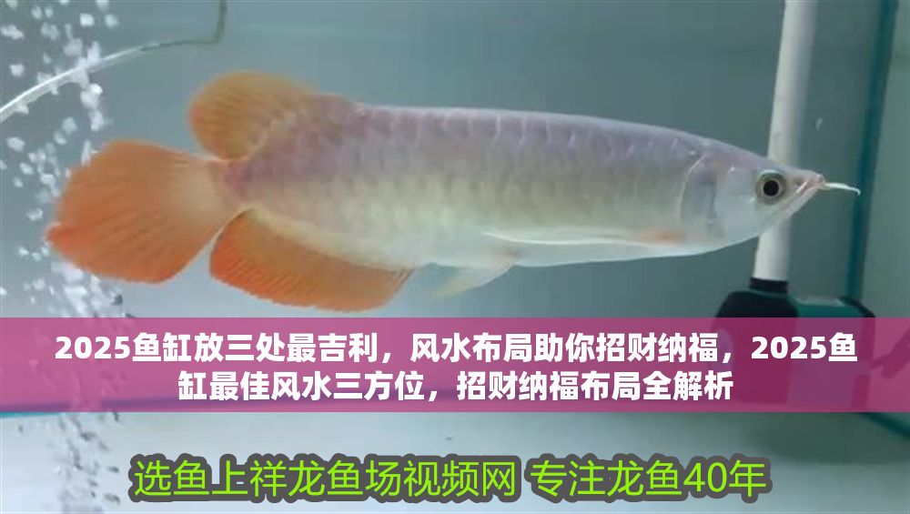 2025魚缸放三處最吉利，風水布局助你招財納福，2025魚缸最佳風水三方位，招財納福布局全解析
