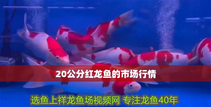 20公分紅龍魚的市場行情