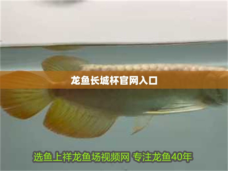 龍魚長城杯官網(wǎng)入口
