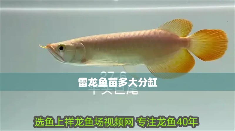 雷龍魚苗多大分缸