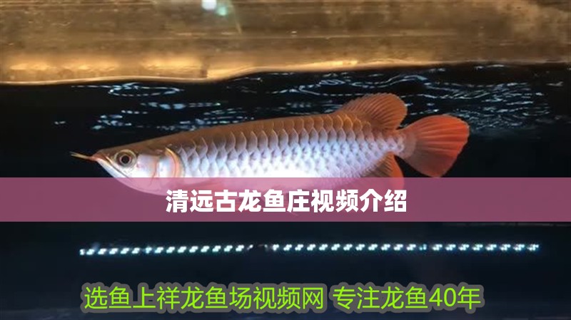 清遠古龍魚莊視頻介紹