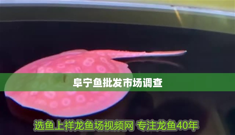 阜寧魚(yú)批發(fā)市場(chǎng)調(diào)查