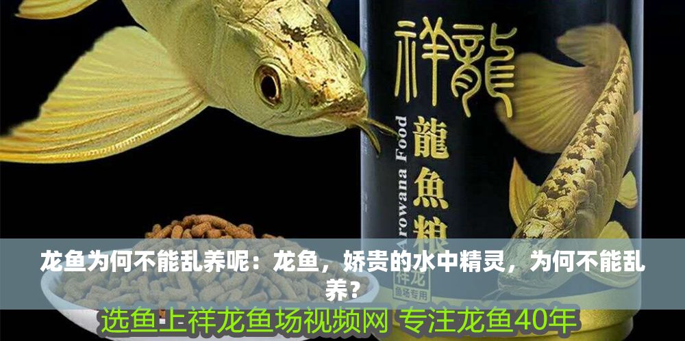 龍魚為何不能亂養(yǎng)呢：龍魚，嬌貴的水中精靈，為何不能亂養(yǎng)？