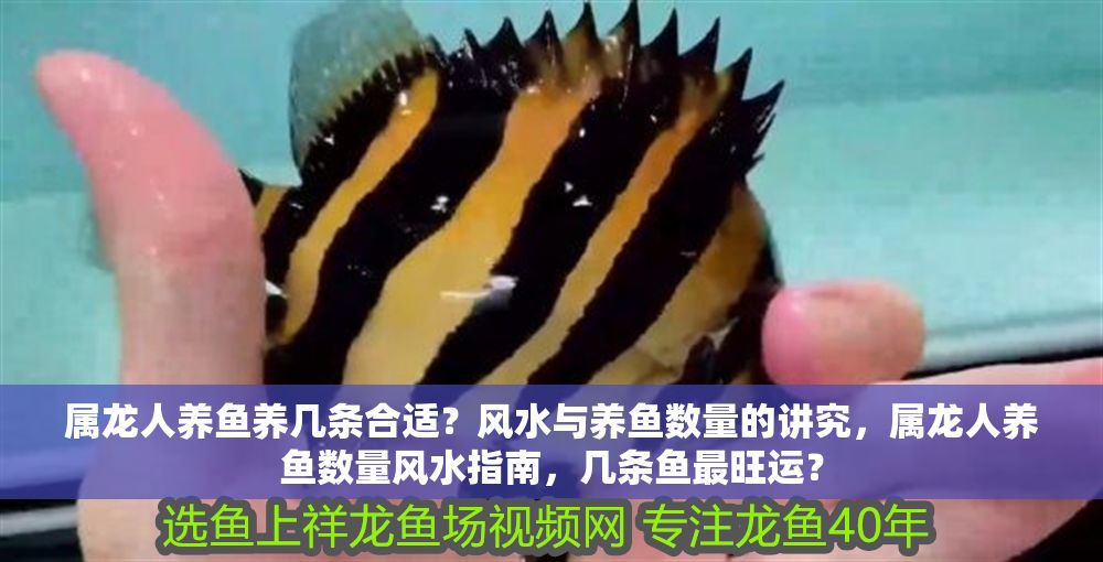 屬龍人養魚養幾條合適？風水與養魚數量的講究，屬龍人養魚數量風水指南，幾條魚最旺運？