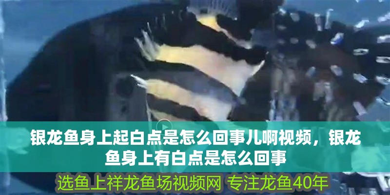 銀龍魚身上起白點是怎么回事兒啊視頻，銀龍魚身上有白點是怎么回事