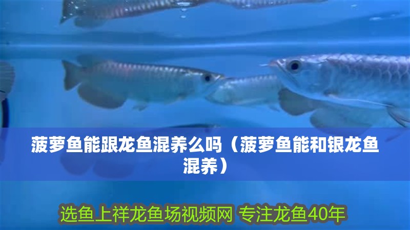 菠蘿魚能跟龍魚混養(yǎng)么嗎（菠蘿魚能和銀龍魚混養(yǎng)）