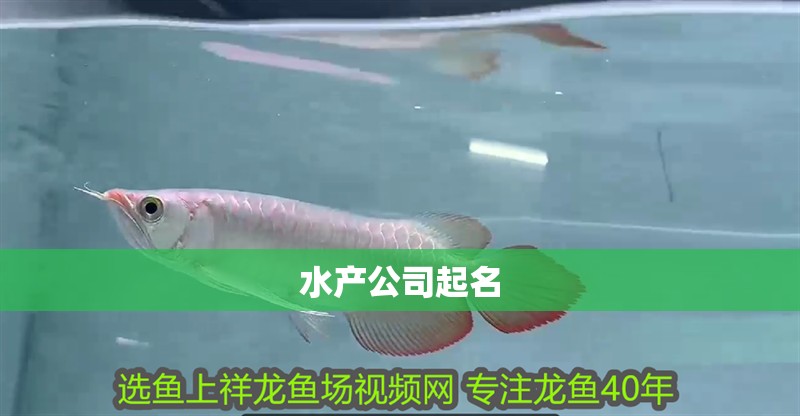 水產(chǎn)公司起名