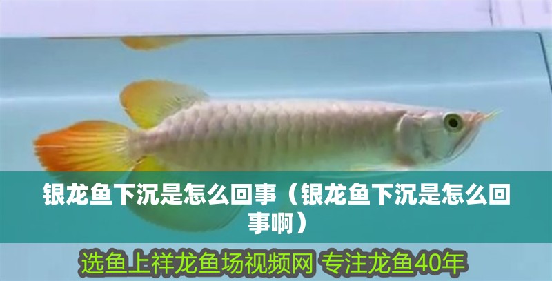 銀龍魚下沉是怎么回事（銀龍魚下沉是怎么回事啊）