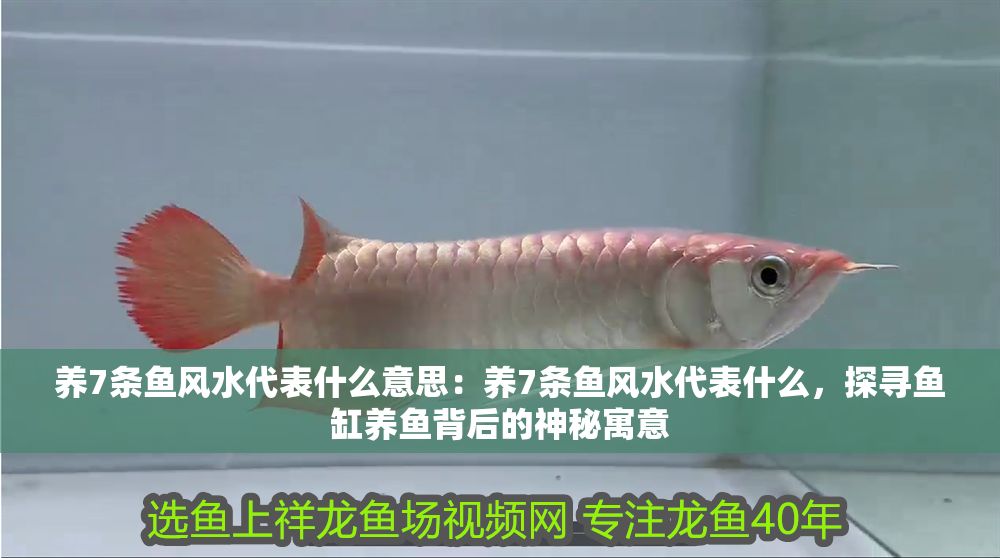 養7條魚風水代表什么意思：養7條魚風水代表什么，探尋魚缸養魚背后的神秘寓意