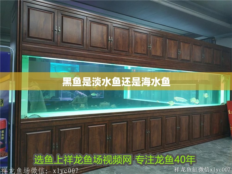 黑魚(yú)是淡水魚(yú)還是海水魚(yú)