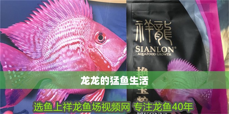 龍龍的猛魚(yú)生活