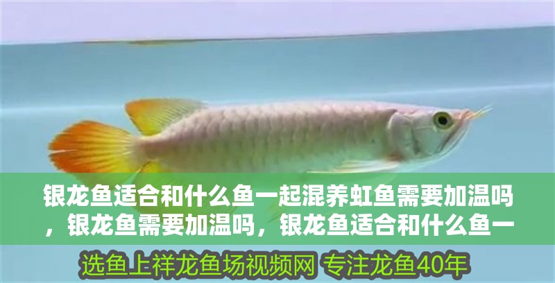 魚缸造景先放沙還是先放水(魚缸造景先鋪沙還是先放石頭) 銀龍魚適合和什么魚一起混養虹魚需要加溫嗎,銀龍魚需要加溫嗎,銀龍魚適合和什么魚一起養 銀龍魚百科 銀龍魚適合和什么魚一起混養虹魚需要加溫嗎,銀龍魚需要加溫嗎,銀龍魚適合和什么魚一起養 銀龍魚適合和什么魚一起混養虹魚需要加溫嗎,銀龍魚需要加溫嗎,銀龍魚適合和什么魚一起養 銀龍魚百科