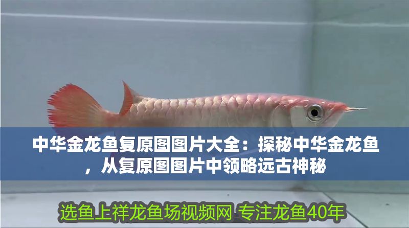 中華金龍魚復(fù)原圖圖片大全：探秘中華金龍魚，從復(fù)原圖圖片中領(lǐng)略遠(yuǎn)古神秘