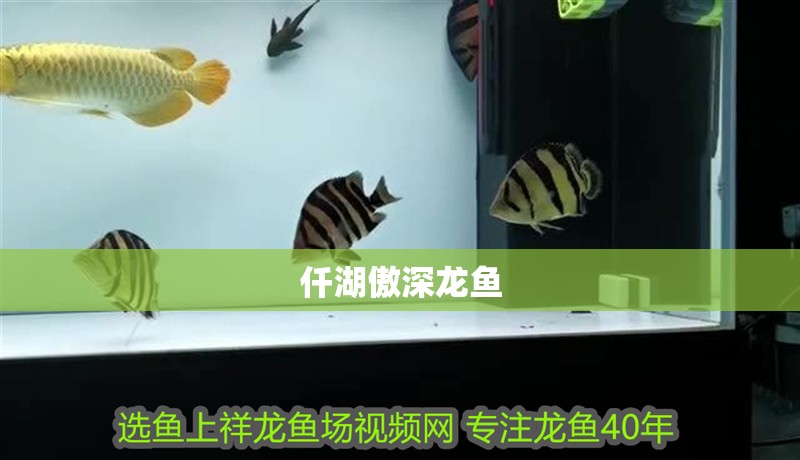 仟湖傲深龍魚
