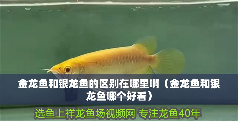 金龍魚和銀龍魚的區(qū)別在哪里啊（金龍魚和銀龍魚哪個(gè)好看）