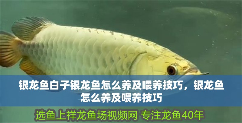 銀龍魚(yú)白子銀龍魚(yú)怎么養(yǎng)及喂養(yǎng)技巧，銀龍魚(yú)怎么養(yǎng)及喂養(yǎng)技巧