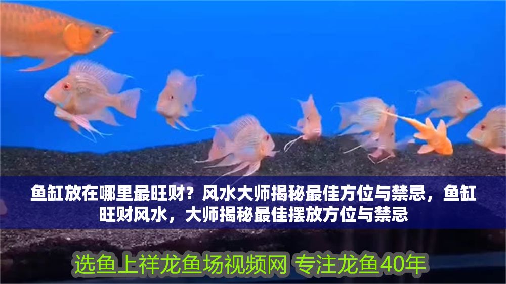 魚缸放在哪里最旺財？風水大師揭秘最佳方位與禁忌，魚缸旺財風水，大師揭秘最佳擺放方位與禁忌