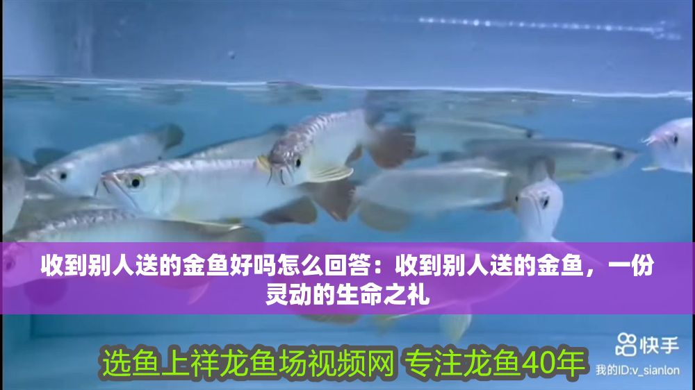收到別人送的金魚好嗎怎么回答：收到別人送的金魚，一份靈動的生命之禮