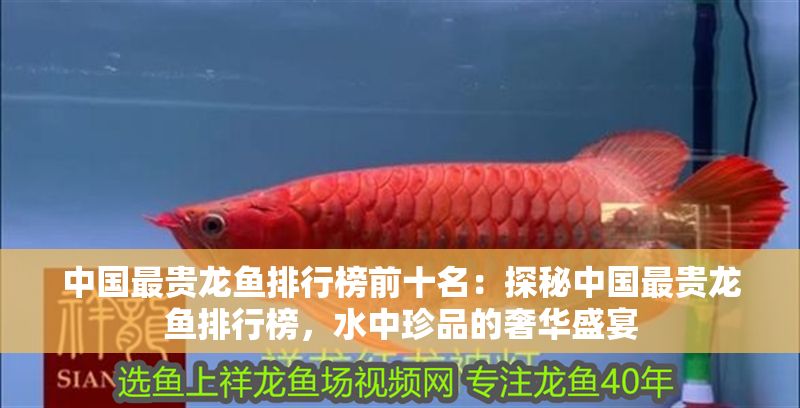 中國最貴龍魚排行榜前十名：探秘中國最貴龍魚排行榜，水中珍品的奢華盛宴