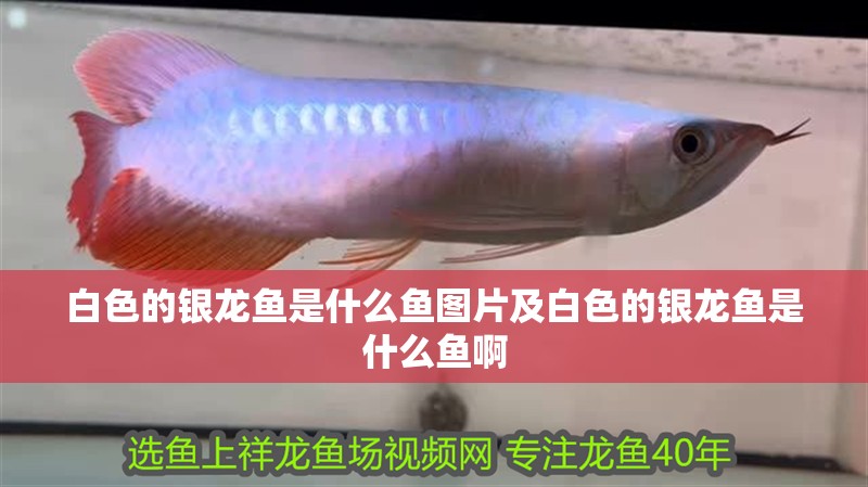 白色的銀龍魚是什么魚圖片及白色的銀龍魚是什么魚啊