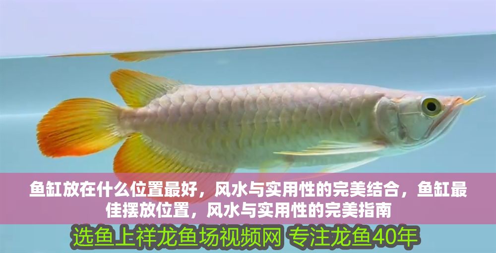 魚缸放在什么位置最好，風水與實用性的完美結(jié)合，魚缸最佳擺放位置，風水與實用性的完美指南