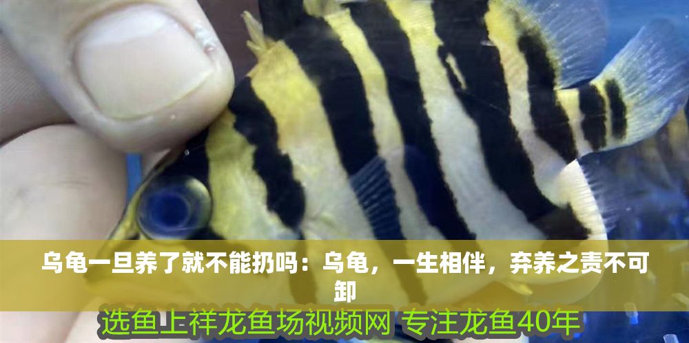 烏龜一旦養了就不能扔嗎：烏龜，一生相伴，棄養之責不可卸