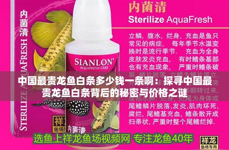 中國最貴龍魚白條多少錢一條啊：探尋中國最貴龍魚白條背后的秘密與價格之謎
