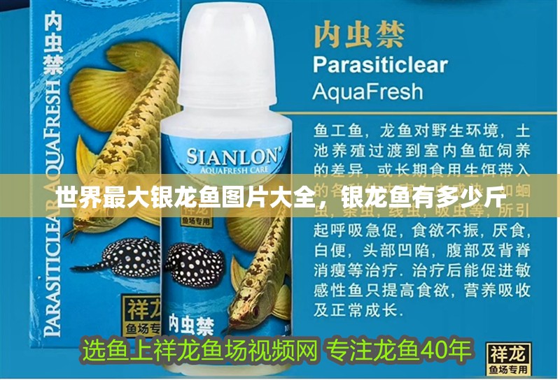世界最大銀龍魚圖片大全，銀龍魚有多少斤