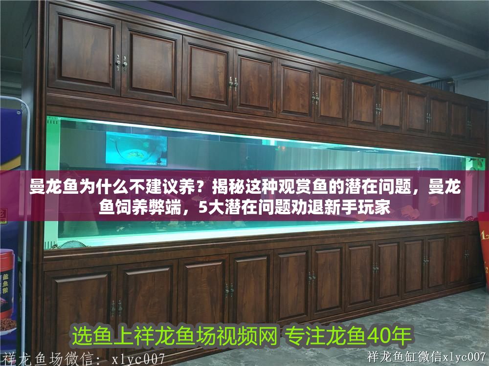 曼龍魚為什么不建議養？揭秘這種觀賞魚的潛在問題，曼龍魚飼養弊端，5大潛在問題勸退新手玩家