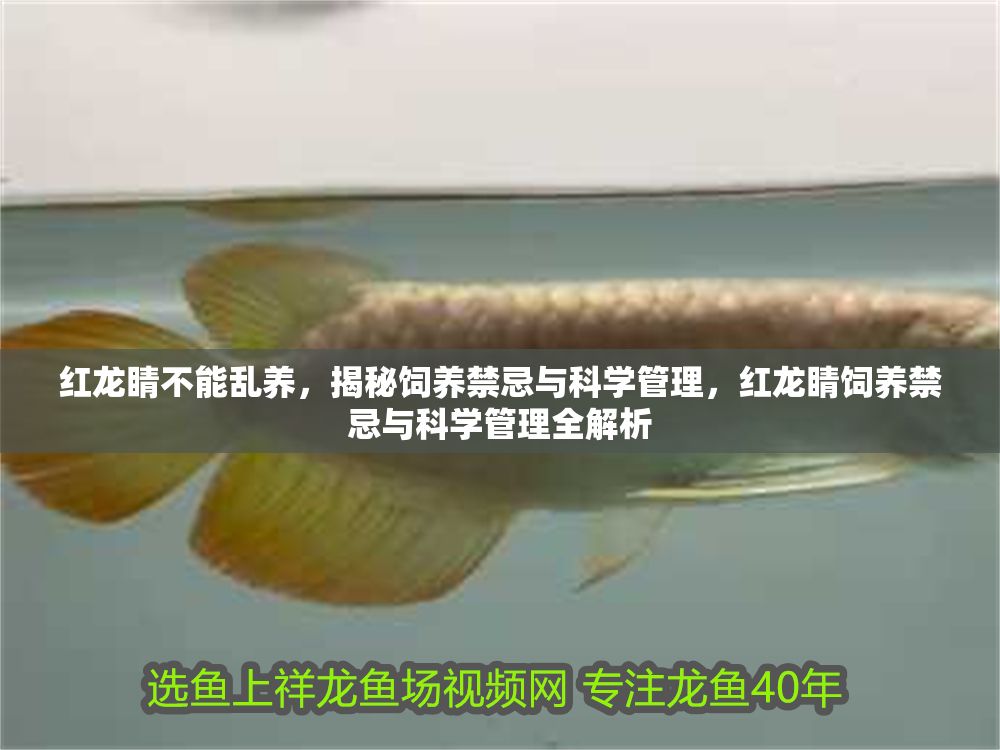 紅龍睛不能亂養，揭秘飼養禁忌與科學管理，紅龍睛飼養禁忌與科學管理全解析 紅龍睛不能亂養，揭秘飼養禁忌與科學管理，紅龍睛飼養禁忌與科學管理全解析 龍魚百科 第1張