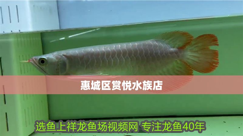 惠城區賞悅水族店 全國水族館企業名錄 第1張 惠城區賞悅水族店 惠城區賞悅水族店 全國水族館企業名錄 第1張
