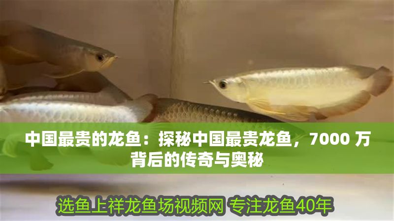 中國最貴的龍魚：探秘中國最貴龍魚，7000 萬背后的傳奇與奧秘