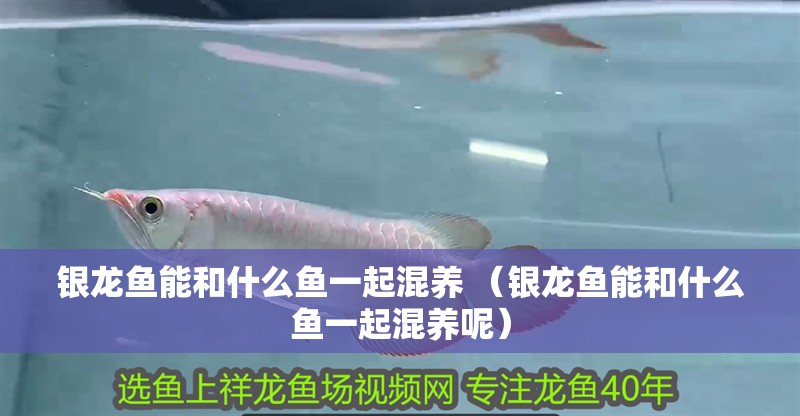 銀龍魚能和什么魚一起混養(yǎng) （銀龍魚能和什么魚一起混養(yǎng)呢）