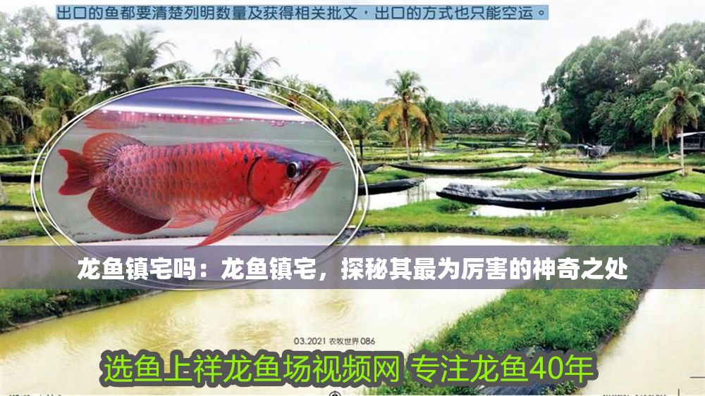 龍魚鎮宅嗎：龍魚鎮宅，探秘其最為厲害的神奇之處
