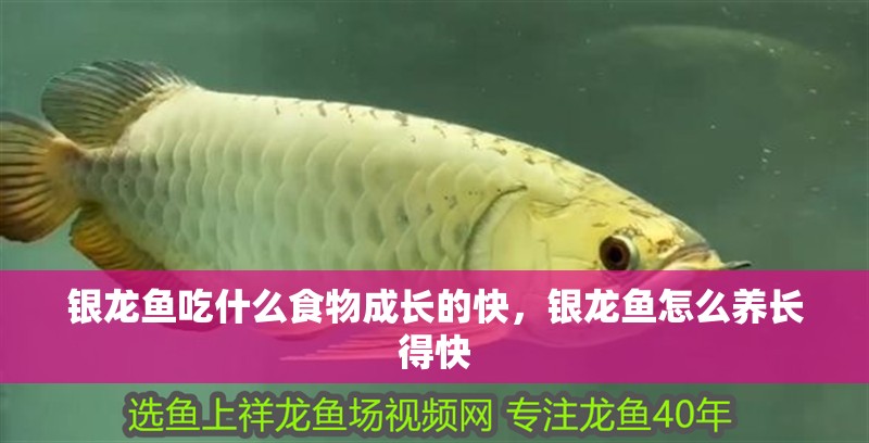 銀龍魚(yú)吃什么食物成長(zhǎng)的快，銀龍魚(yú)怎么養(yǎng)長(zhǎng)得快