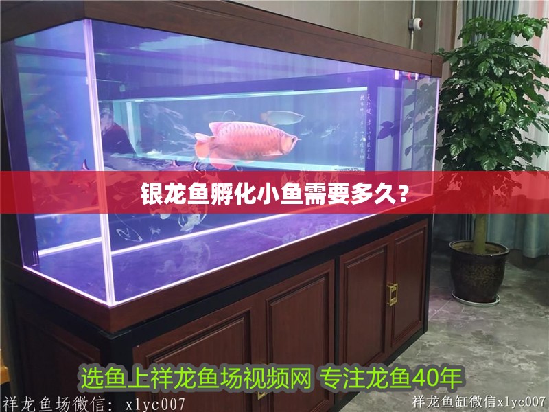 銀龍魚孵化小魚需要多久？