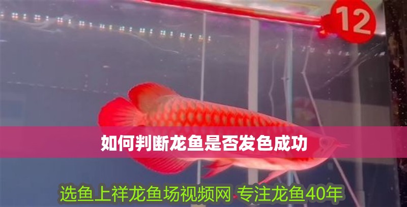 如何判斷龍魚是否發色成功