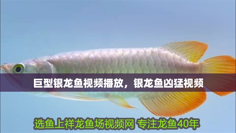 巨型銀龍魚視頻播放，銀龍魚兇猛視頻