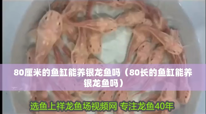 80厘米的魚缸能養銀龍魚嗎（80長的魚缸能養銀龍魚嗎）