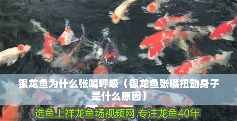 銀龍魚為什么張嘴呼吸（銀龍魚張嘴扭動身子是什么原因）