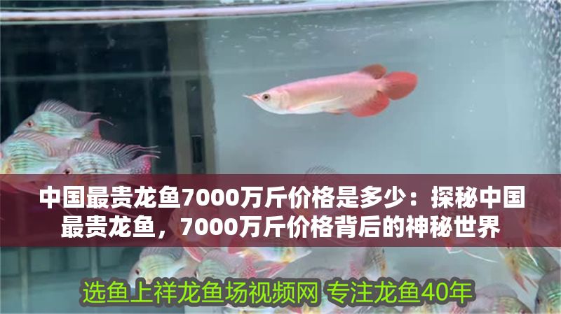 中國最貴龍魚7000萬斤價格是多少：探秘中國最貴龍魚，7000萬斤價格背后的神秘世界