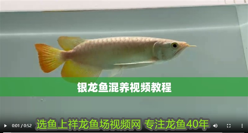 銀龍魚混養視頻教程