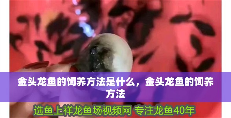 金頭龍魚的飼養方法是什么，金頭龍魚的飼養方法