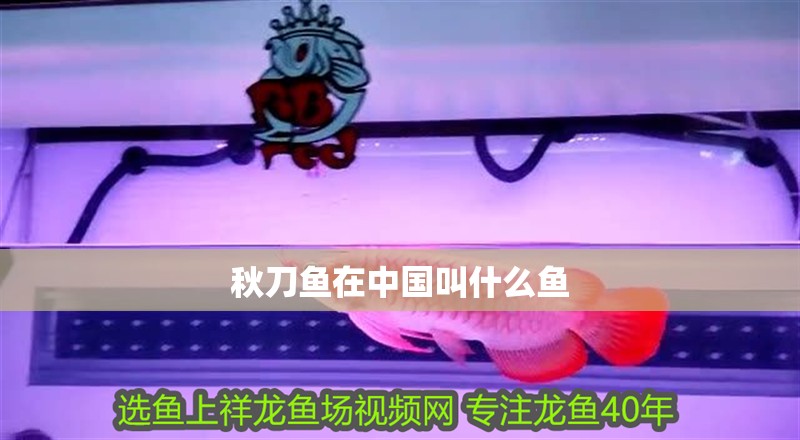 秋刀魚在中國叫什么魚