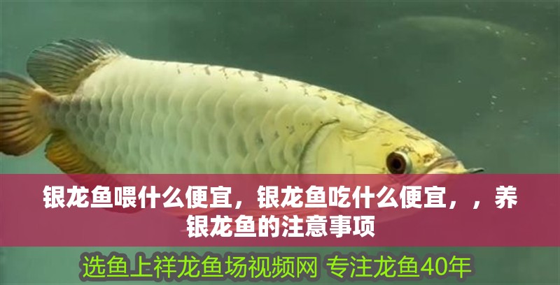 銀龍魚喂什么便宜，銀龍魚吃什么便宜，，養(yǎng)銀龍魚的注意事項(xiàng)