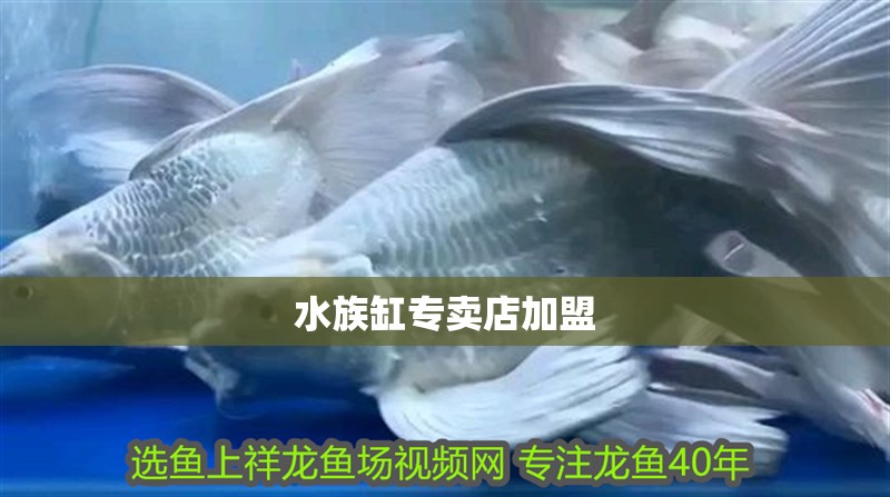 水族缸專賣店加盟 水族缸專賣店加盟 龍魚論壇
