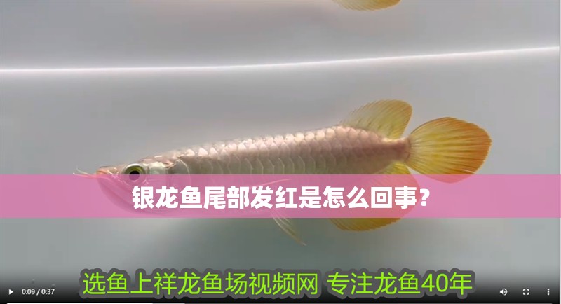 銀龍魚尾部發紅是怎么回事？