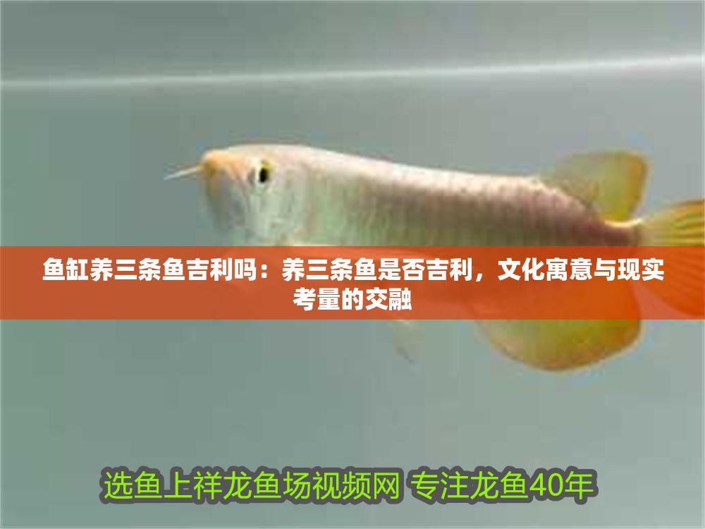 魚缸養三條魚吉利嗎：養三條魚是否吉利，文化寓意與現實考量的交融